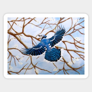 Soaring Blue Jay Sticker